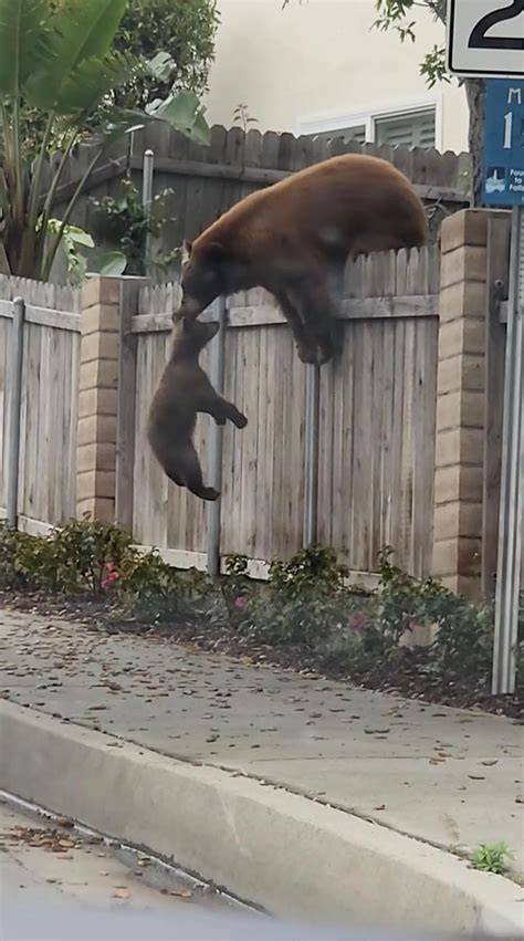 Video: Mother bear helps cub climb over fence in Monrovia